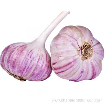 Wholesale Garlic Cultivars In Bulk